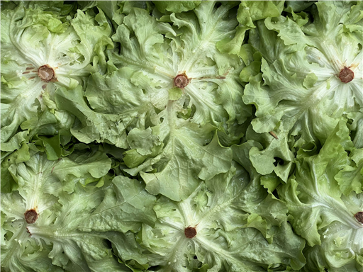 Oak leaf  Lettuce Organic