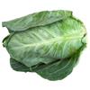 Cabbage Pointed