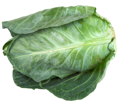 Organic Cabbage Pointed