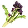 Organic Purple Sprouting Broccoli